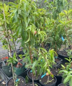 Nectarine sunlite 255mm