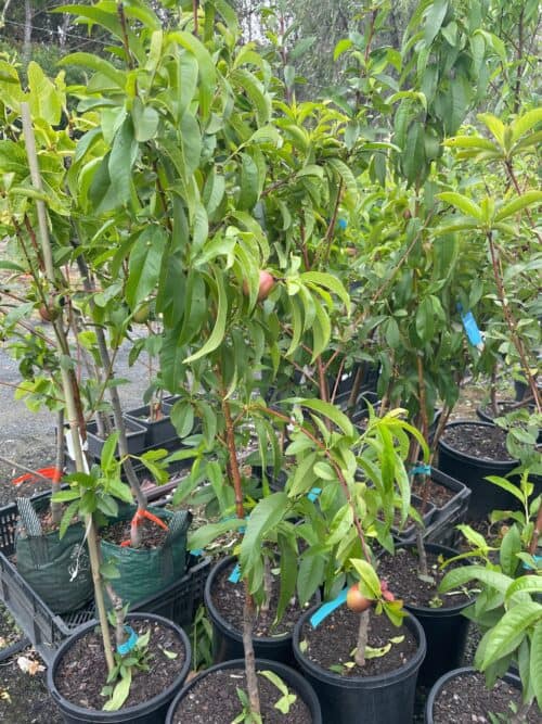 Nectarine sunlite 255mm