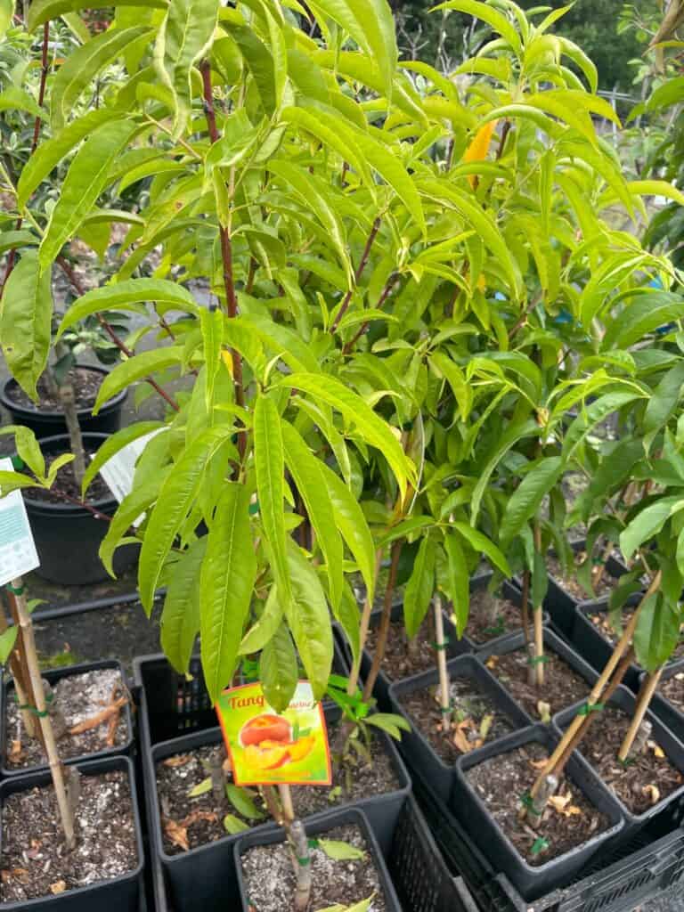 Lakeside Plants & Nursery