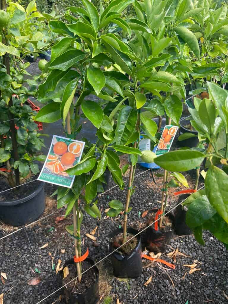 Lakeside Plants & Nursery