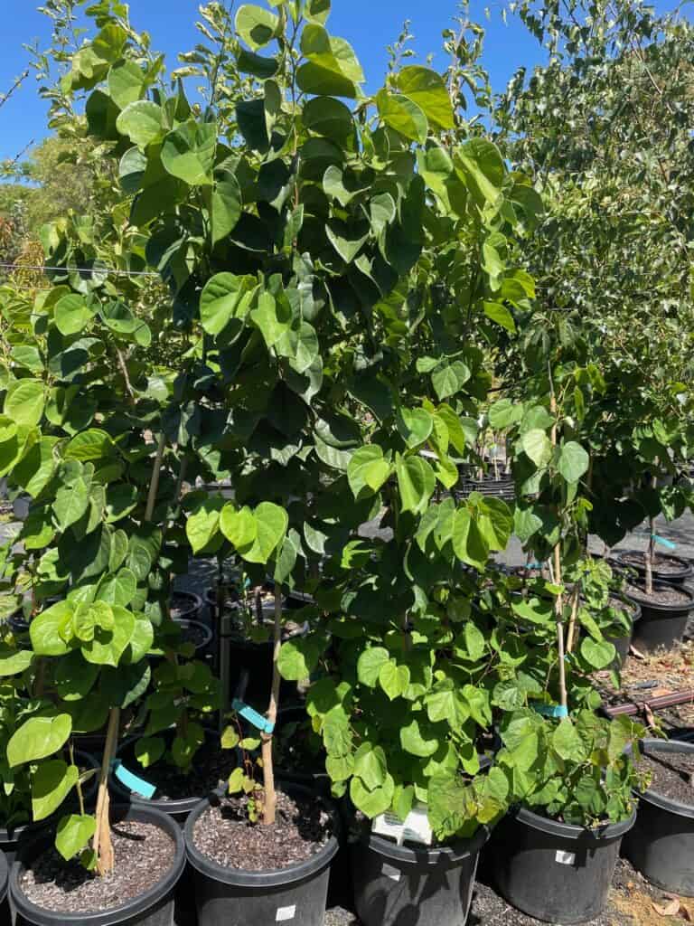 Lakeside Plants & Nursery