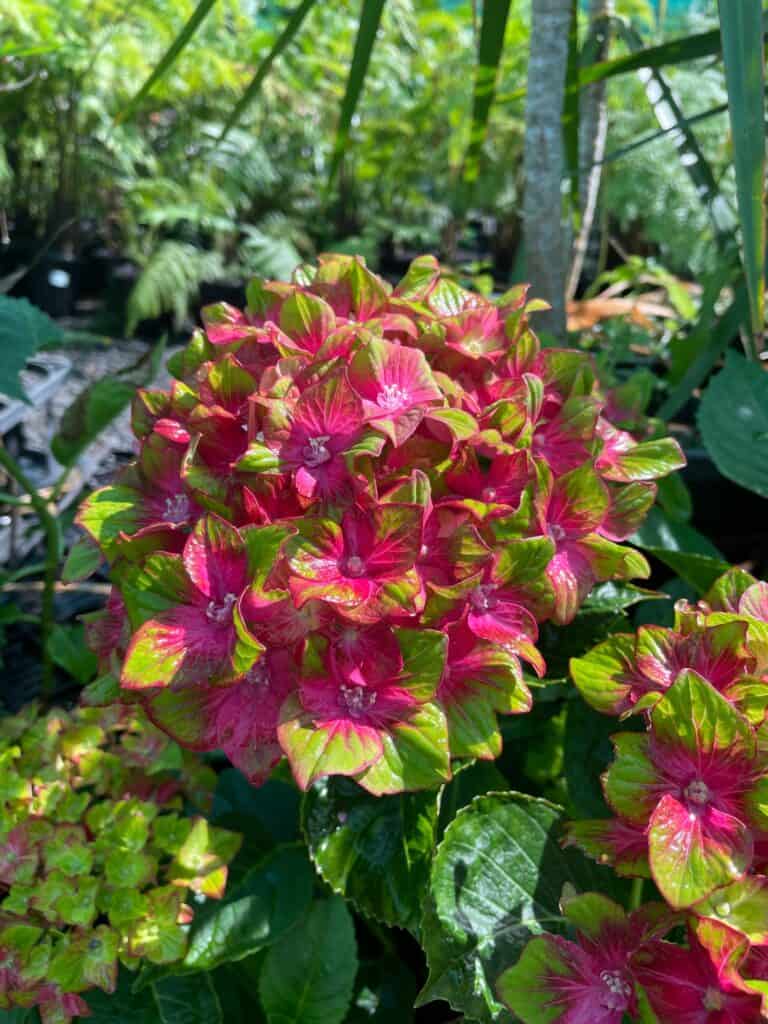 Lakeside Plants & Nursery