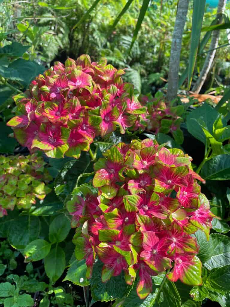 Lakeside Plants & Nursery