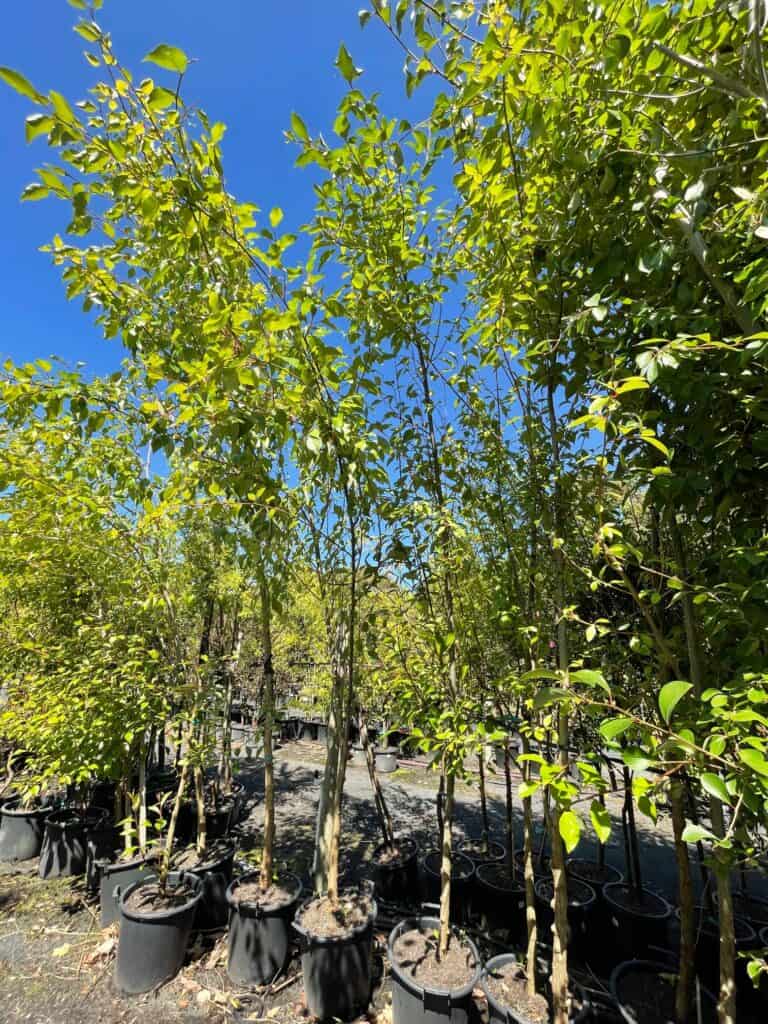 Lakeside Plants & Nursery
