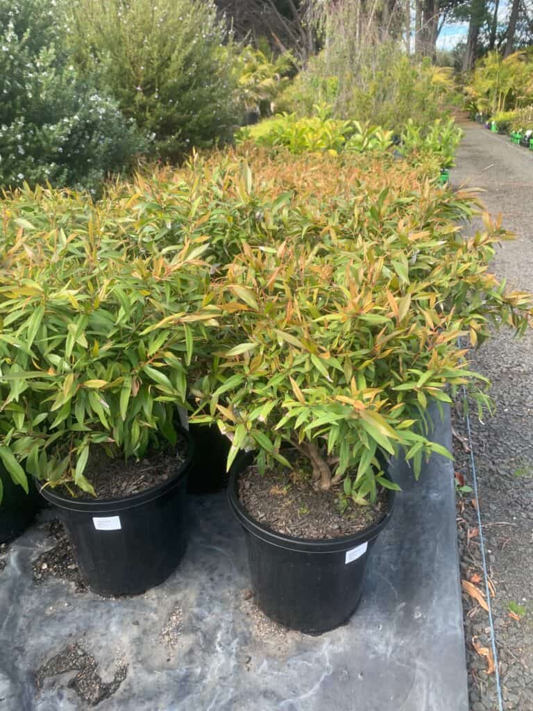 Lakeside Plants & Nursery