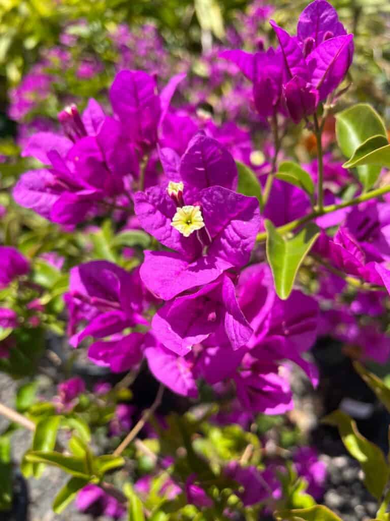 Lakeside Plants & Nursery