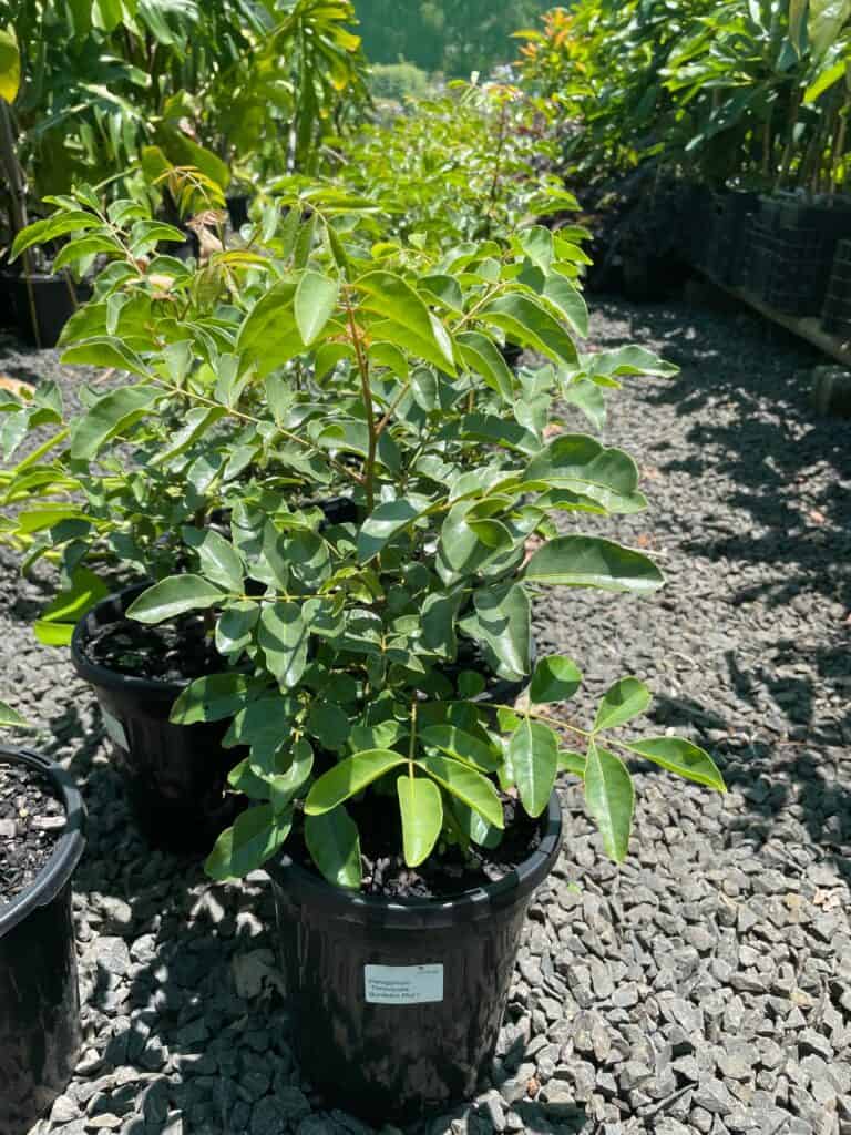 Lakeside Plants & Nursery