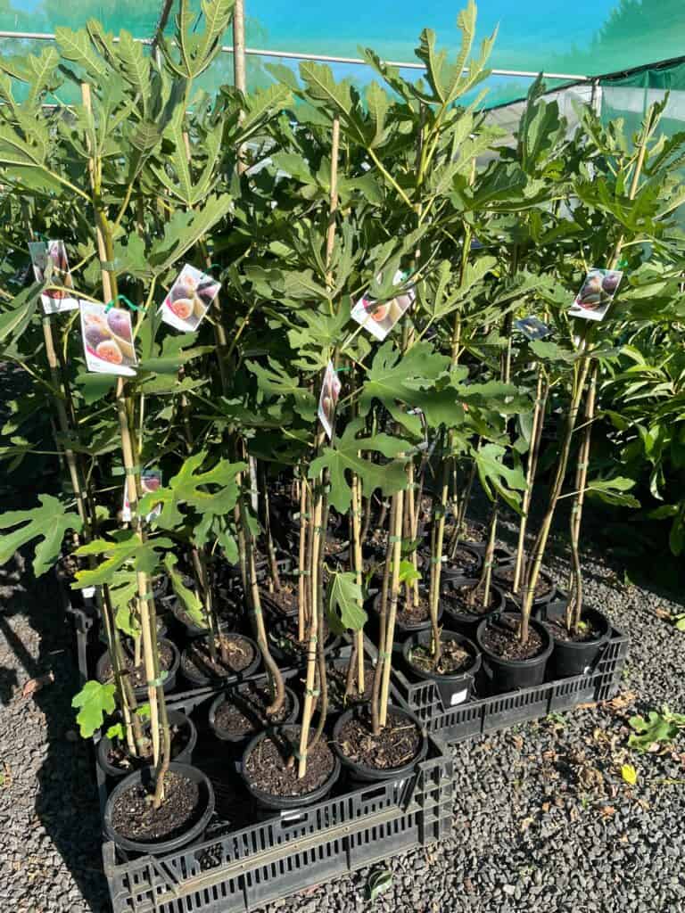 Lakeside Plants & Nursery