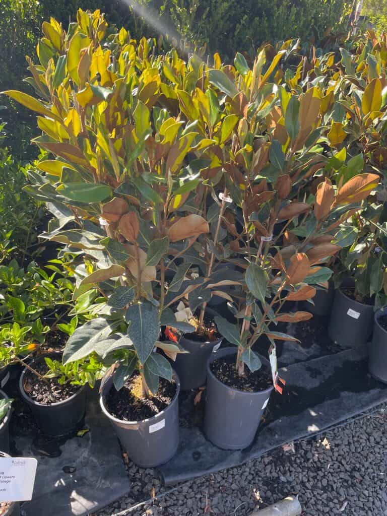 Lakeside Plants & Nursery