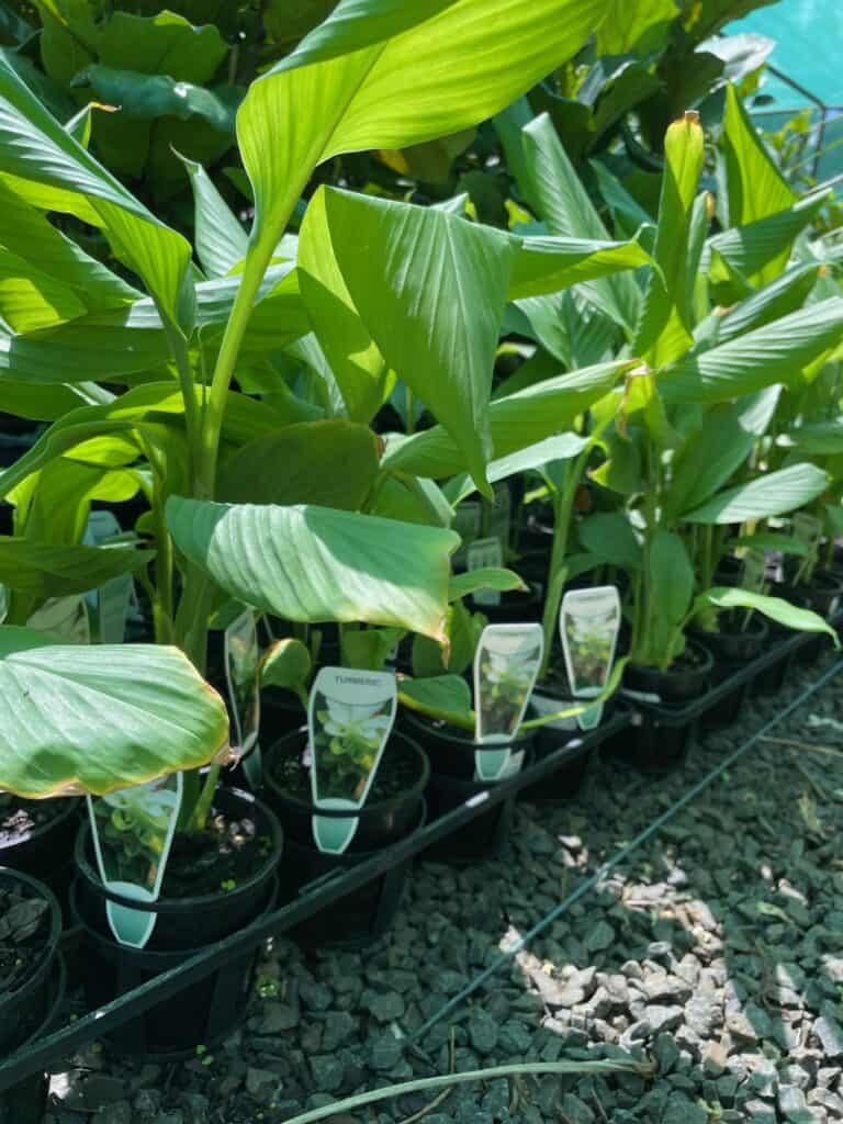 Lakeside Plants & Nursery