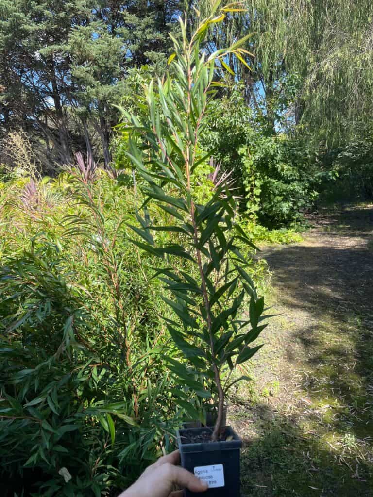 Lakeside Plants & Nursery