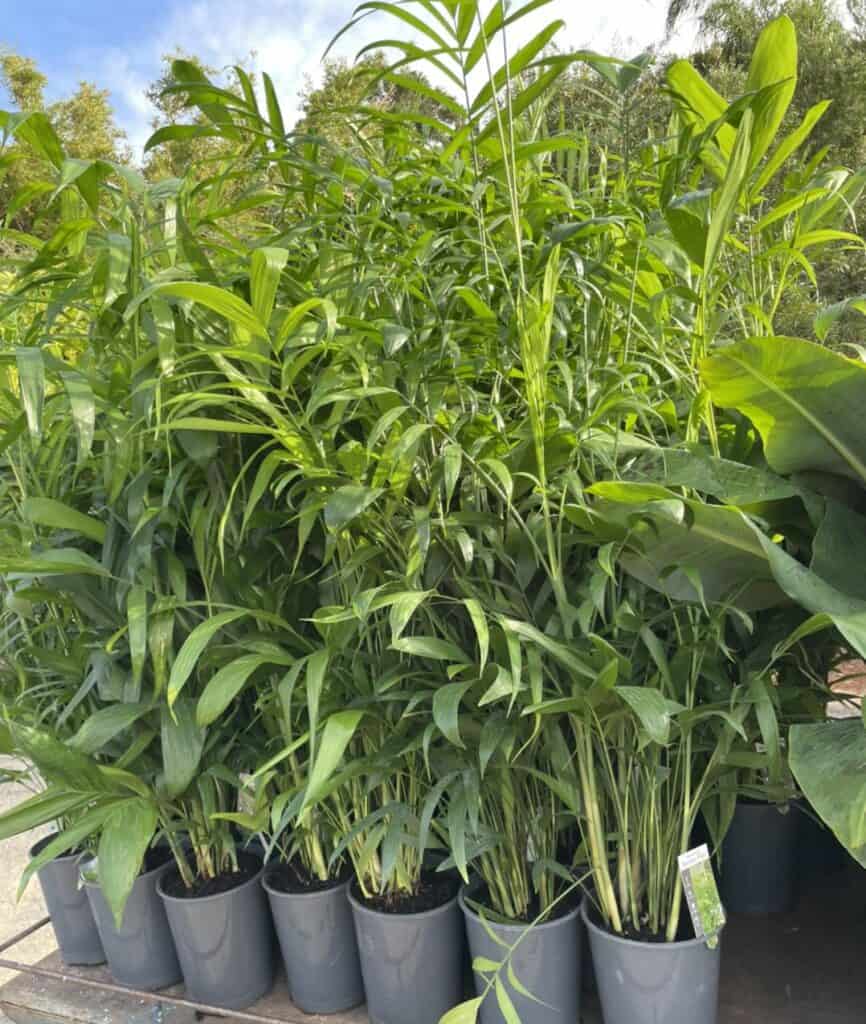 Lakeside Plants & Nursery