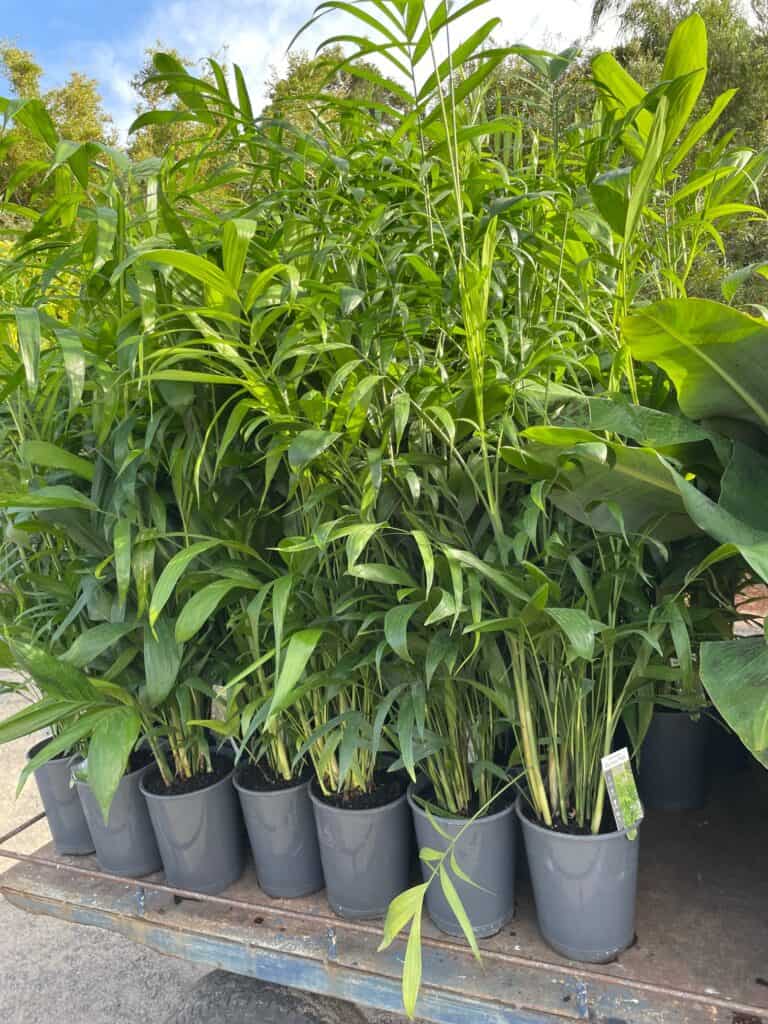 Lakeside Plants & Nursery