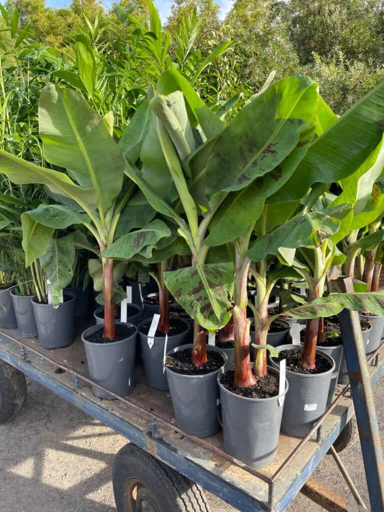 Lakeside Plants & Nursery