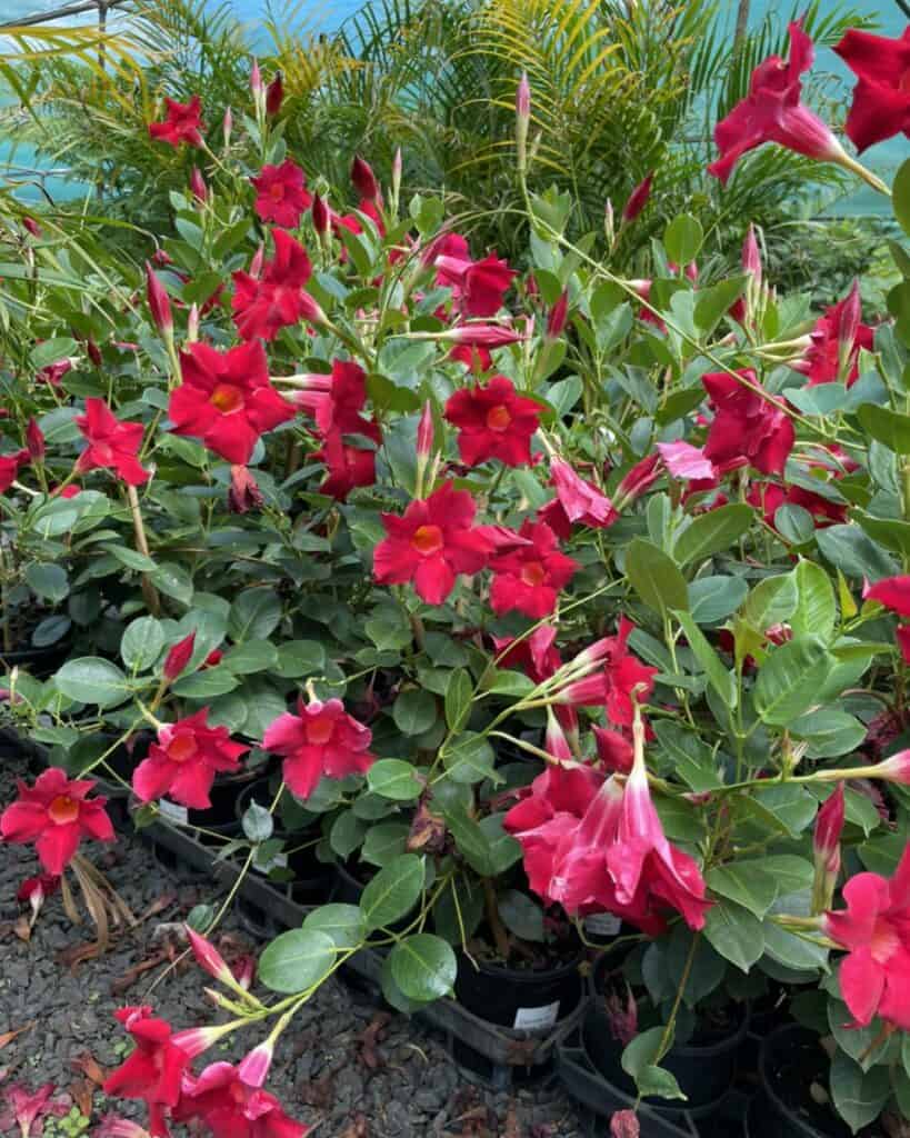 Lakeside Plants & Nursery