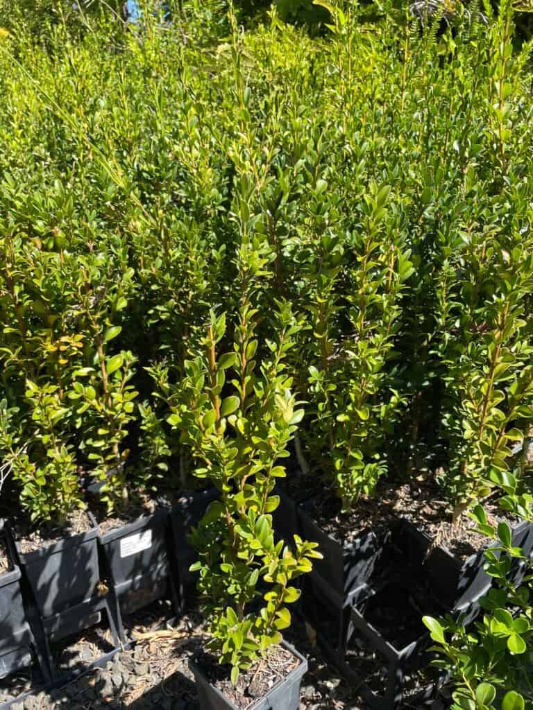 Lakeside Plants & Nursery