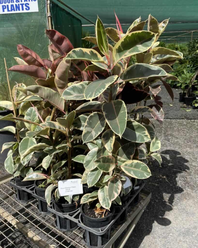 Lakeside Plants & Nursery