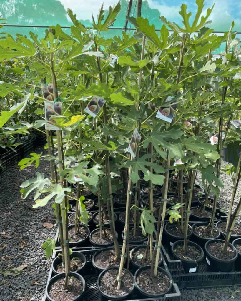 Lakeside Plants & Nursery