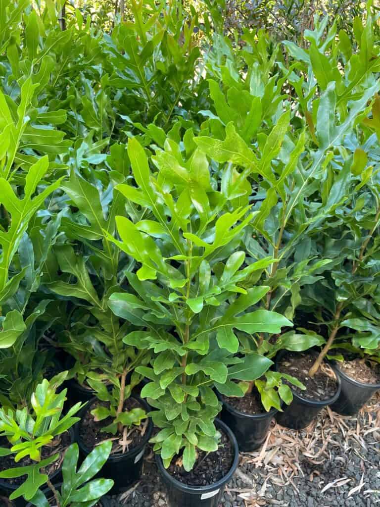 Lakeside Plants & Nursery