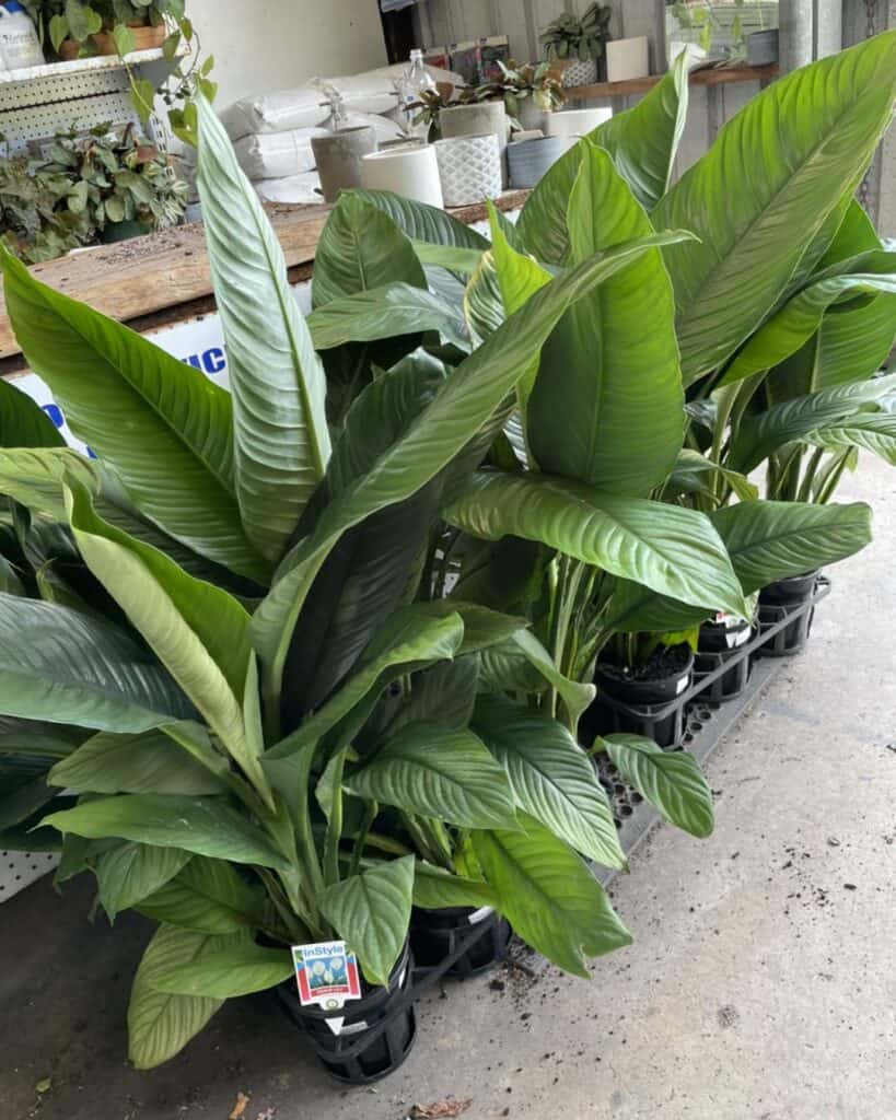 Lakeside Plants & Nursery