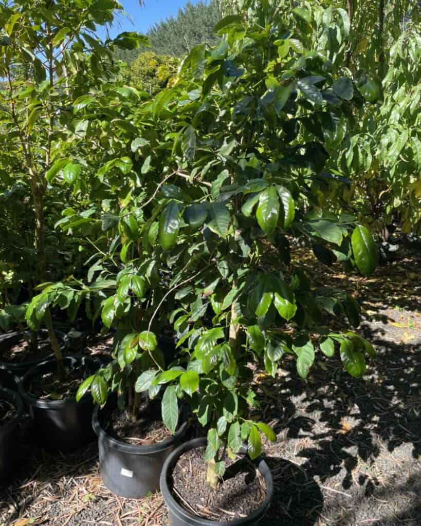 Lakeside Plants & Nursery