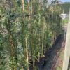 Agonis Flexuosa - Peppermint Willow Tree