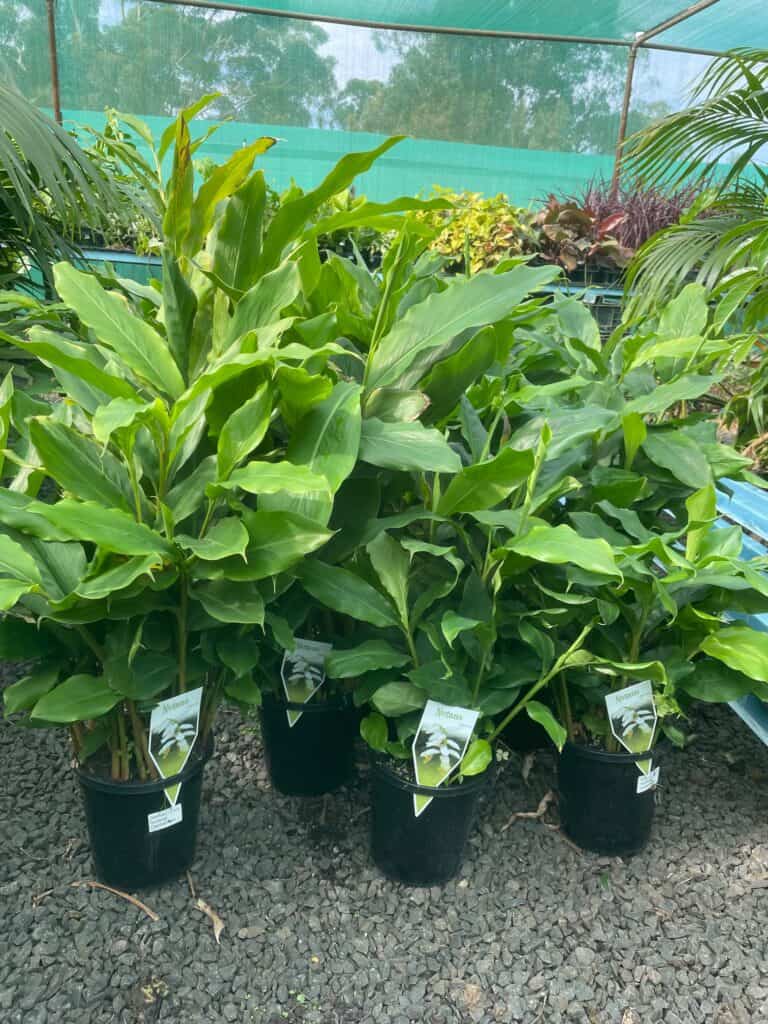 Lakeside Plants & Nursery