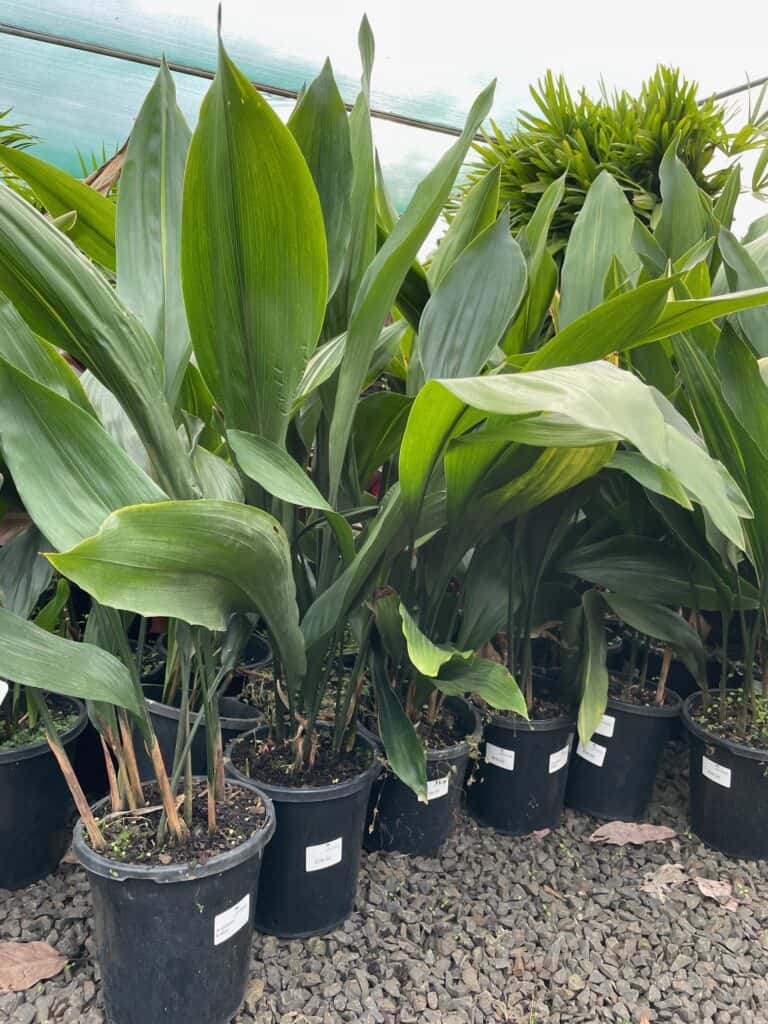 Lakeside Plants & Nursery