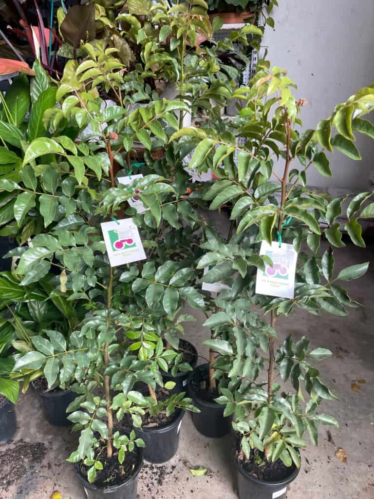 Lakeside Plants & Nursery