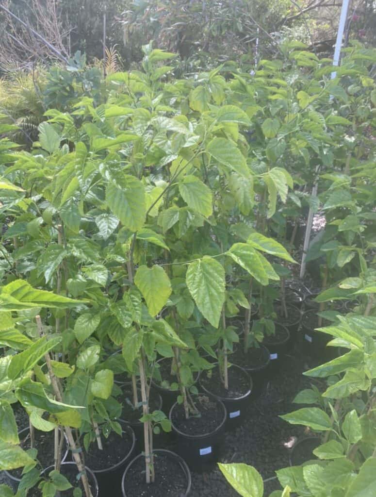 Lakeside Plants & Nursery