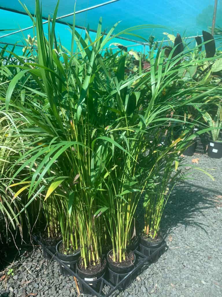 Lakeside Plants & Nursery
