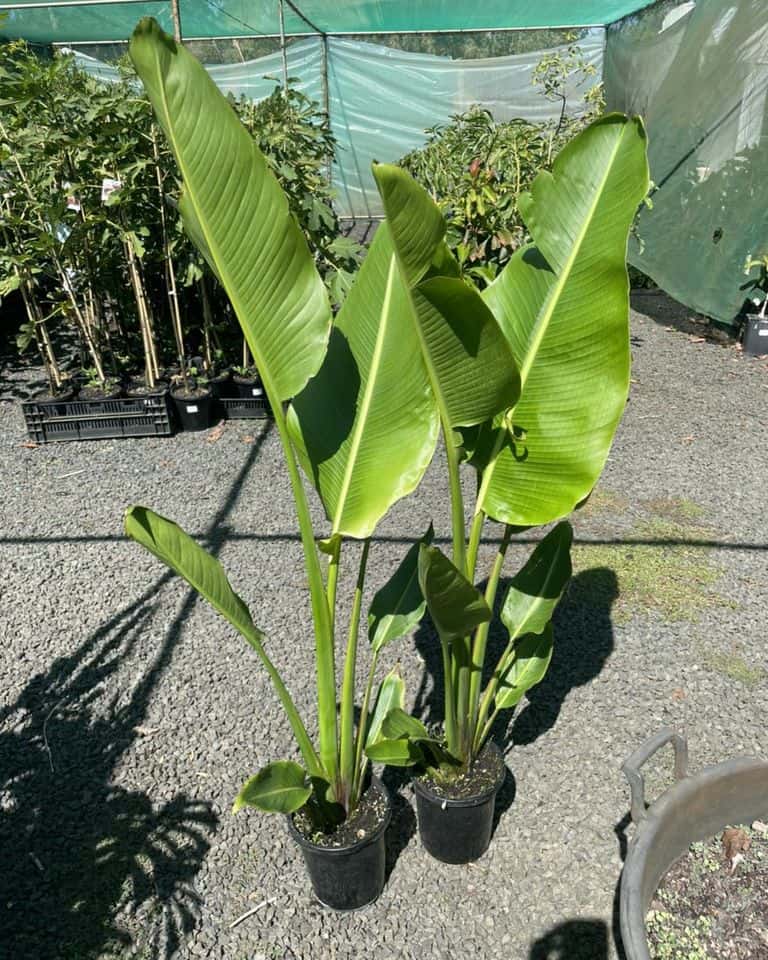 Lakeside Plants & Nursery
