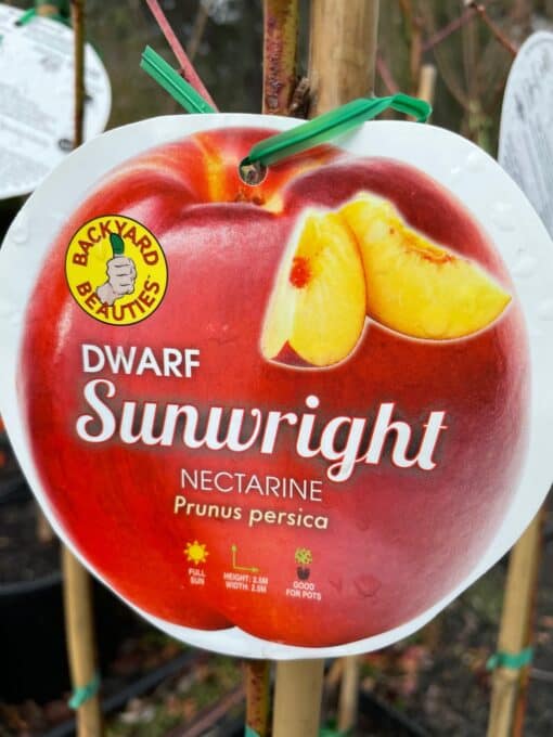 Dwarf Nectarine Sunwright