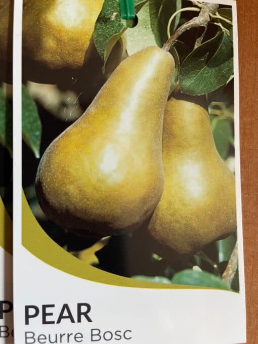Pear Beurre Bosc