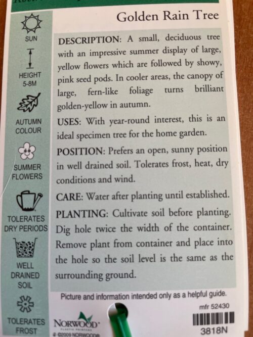 Golden Rain Tree - Image 2