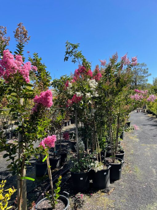 Crepe Myrtle Biloxi - Image 2