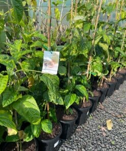 Passionfruit Vine Flame Ruby