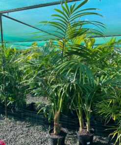 Kentia Palm