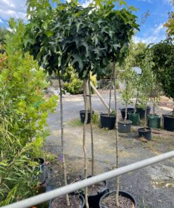 Gumball Liquid Amber