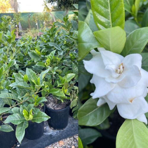 Gardenia Florida
