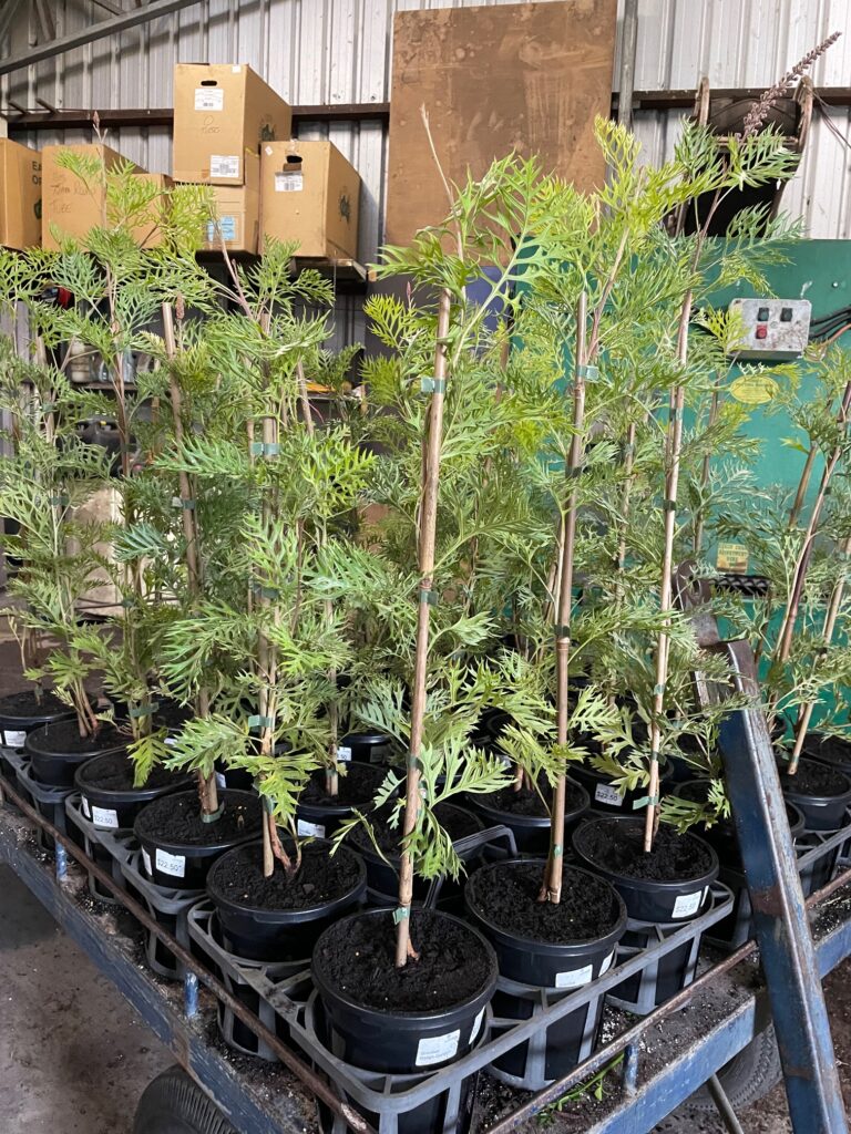 Lakeside Plants & Nursery