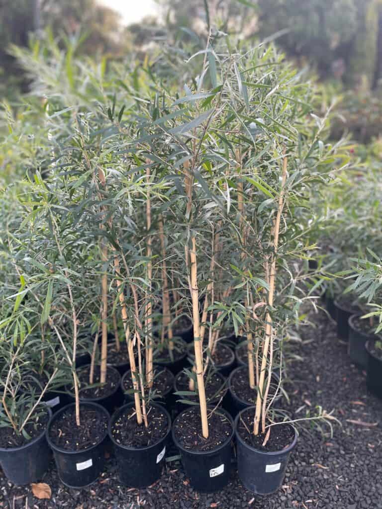 Lakeside Plants & Nursery