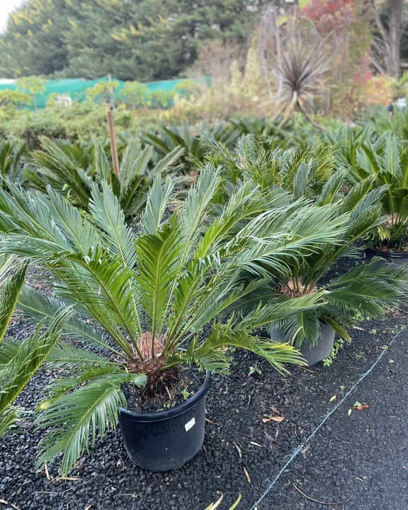 Lakeside Plants & Nursery