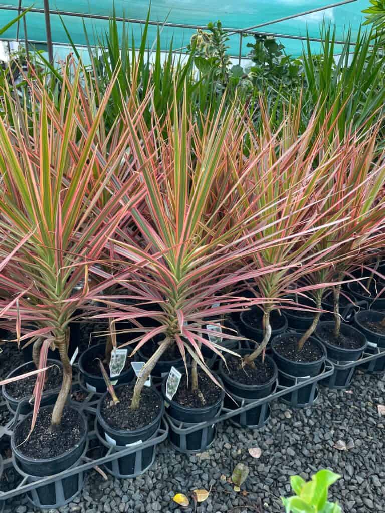 Lakeside Plants & Nursery