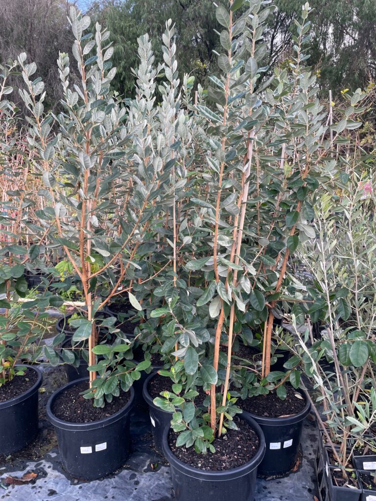 Lakeside Plants & Nursery