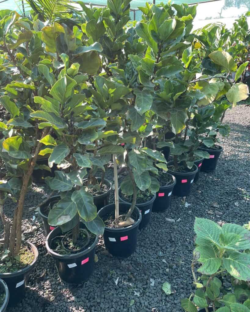 Lakeside Plants & Nursery