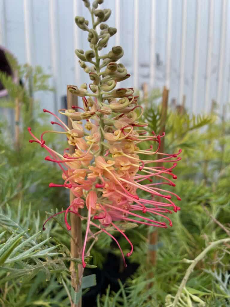 Lakeside Plants & Nursery
