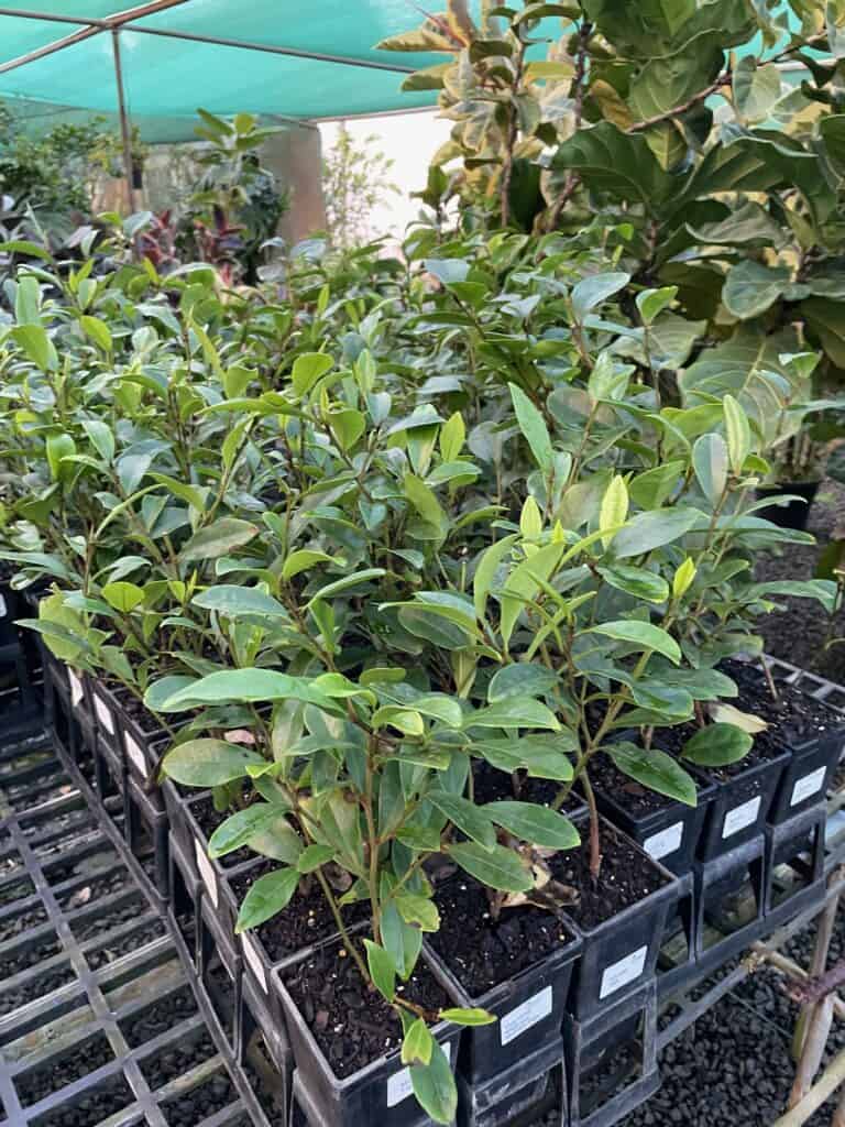 Lakeside Plants & Nursery