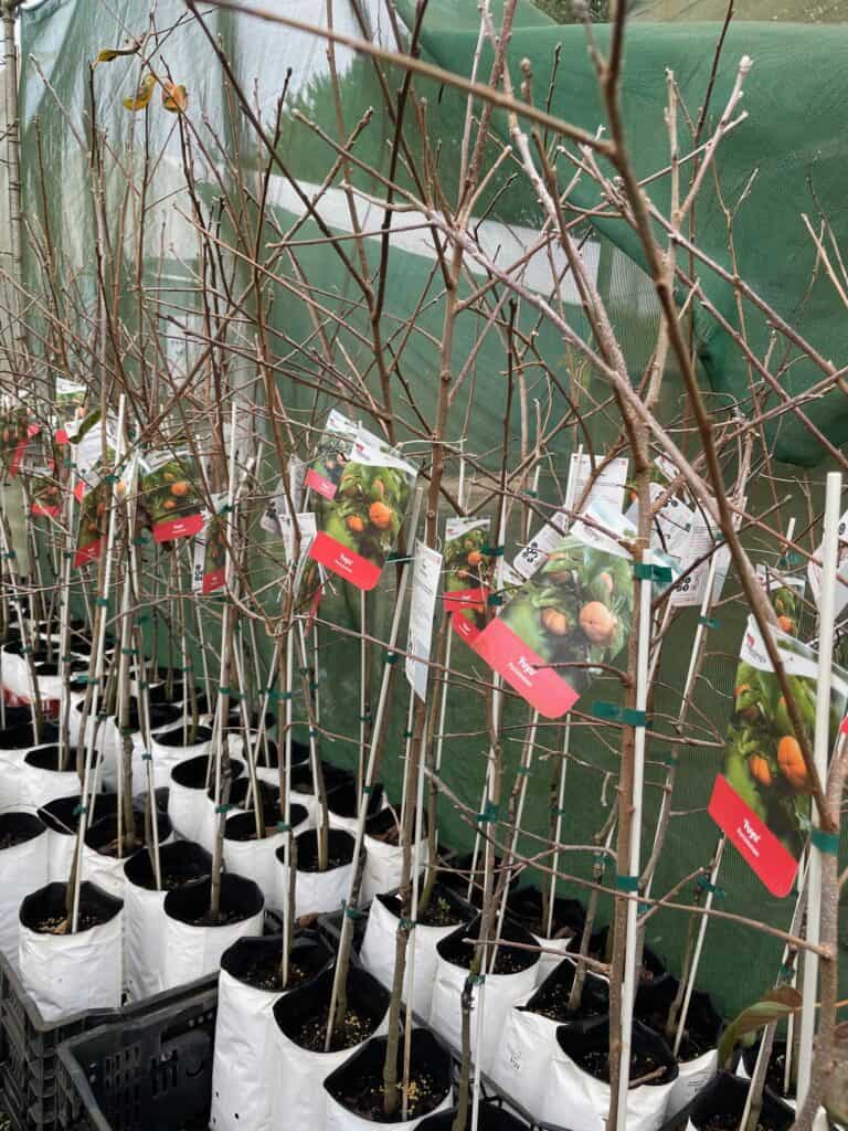 Lakeside Plants & Nursery
