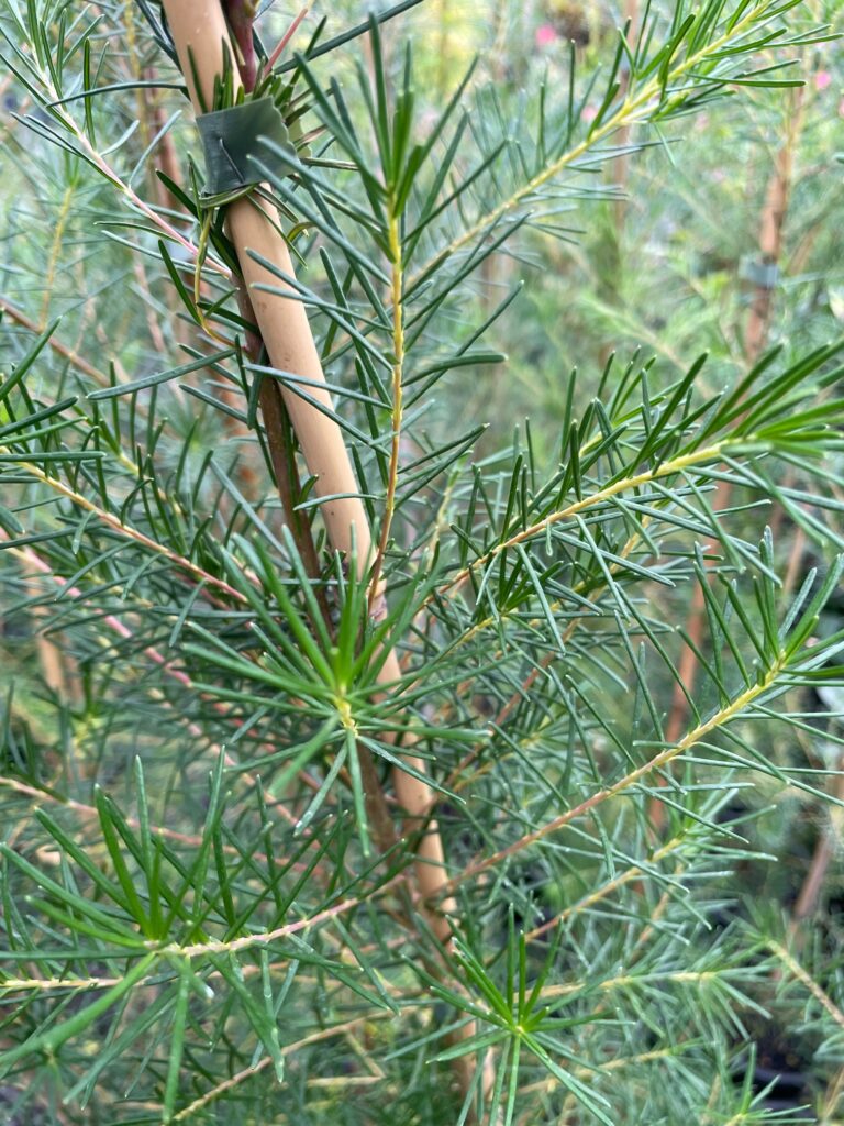 Lakeside Plants & Nursery